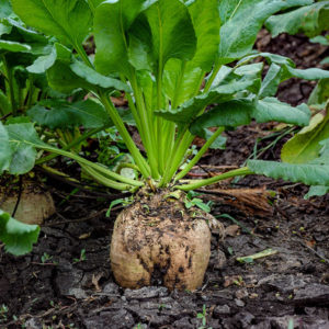 sugarbeet in the field