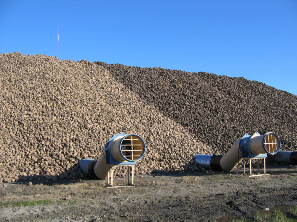 Sugar Beet Harvesting Pile